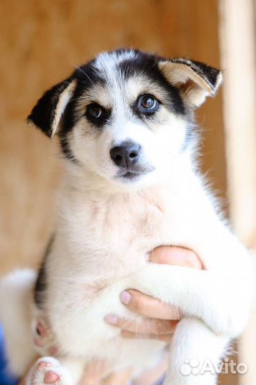 Помогите Моне не попасть в клетку приюта