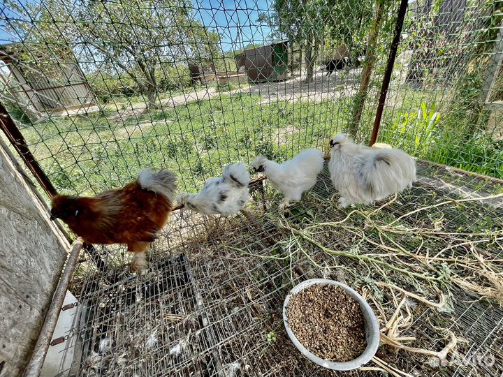 Китайская шелковая