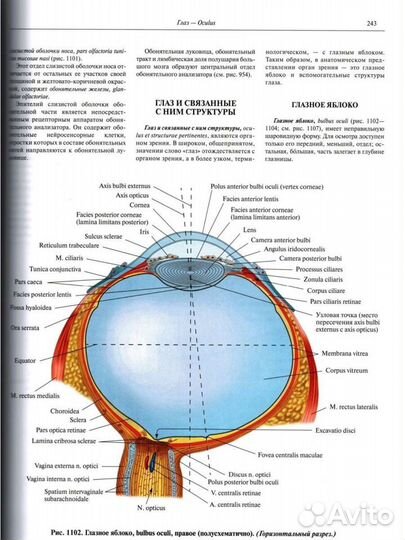 Атлас Анатомии Синельников