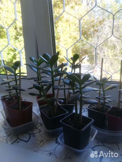 Крассула толстянка (денежное дерево)