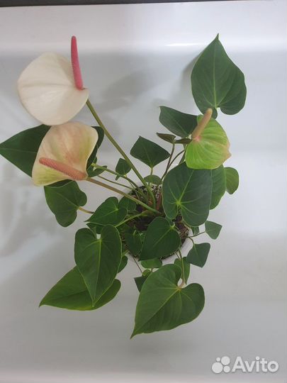 Антуриум безымянный