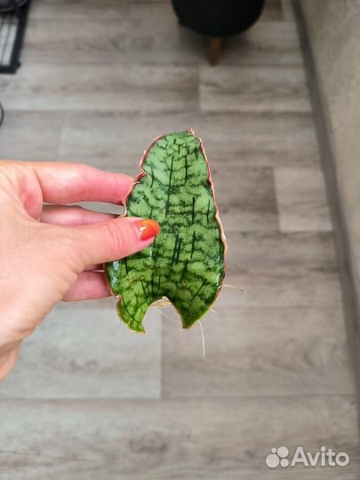 Сансевиерия кирки сильвер блю