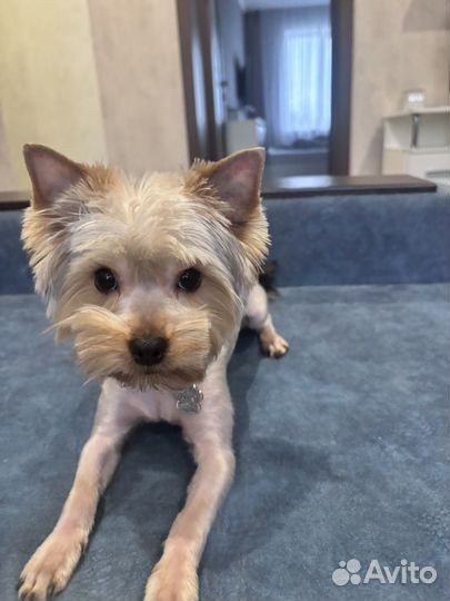 Йоркширский терьер 7 месяцев