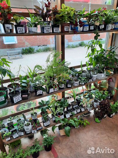 Комнатные растения цветы