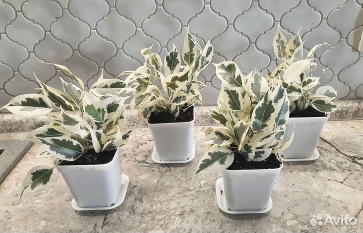 Фикус Белый красавец