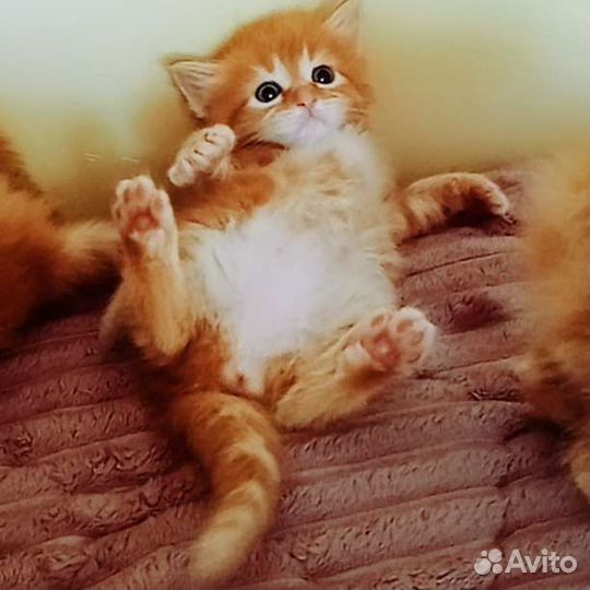 Рыжее чудо в добрые руки