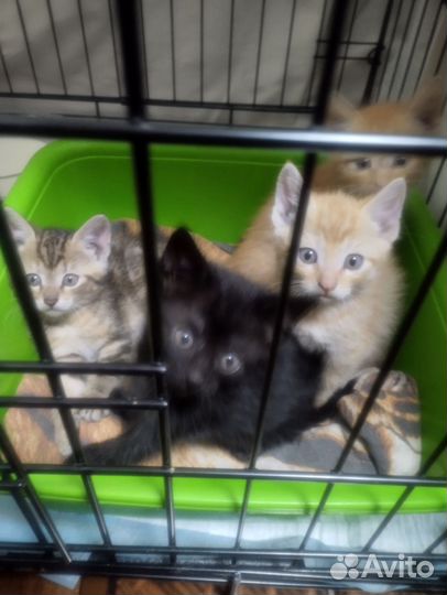 Котята 1,5 мес