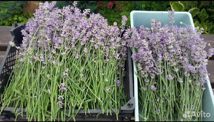 Кусты лаванды