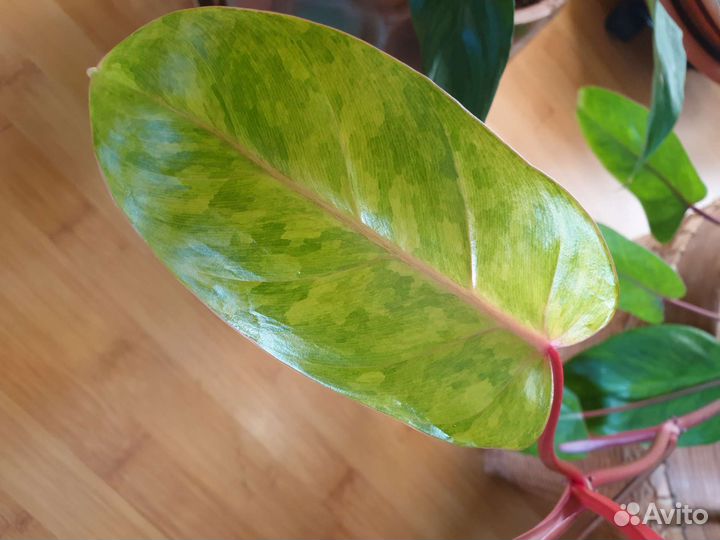 Сингониум, Филодендрон и др