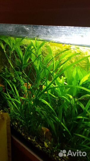 Аквариумное растение Эхинодорус амазонский