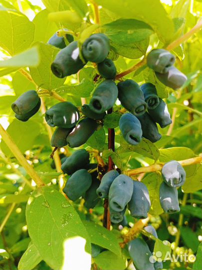 Жимолость Синптица,Фианит, и др