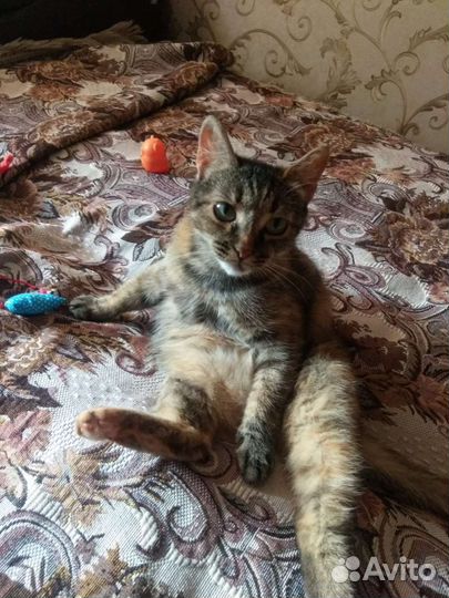 Кошка в дар