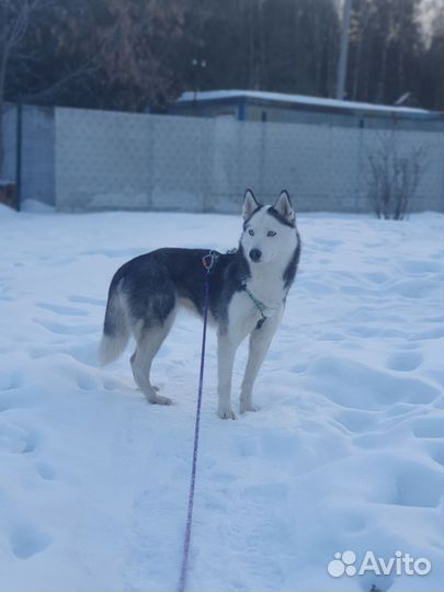 Кинолог, выгул с дрессировкой, онлайн и очно