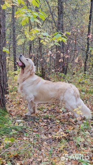 Вязка собак