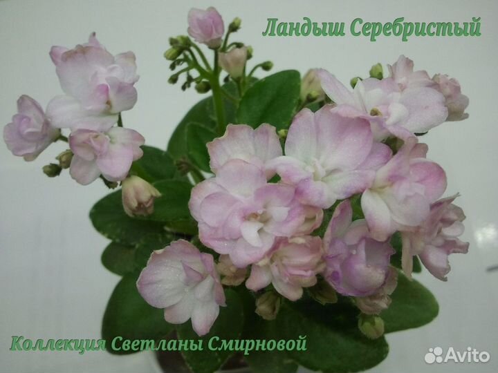 Миниатюрные фиалки