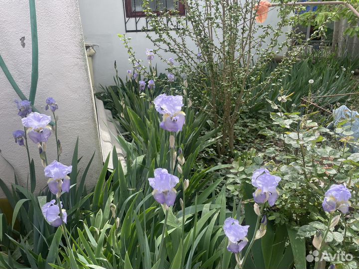 Ирисы клубни. Петушки