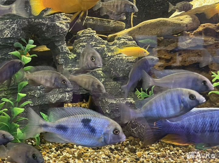 Цихлиды голубые дельфины