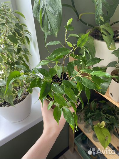 Фикус бенджамина