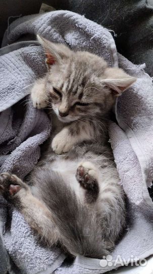 Маленький котик