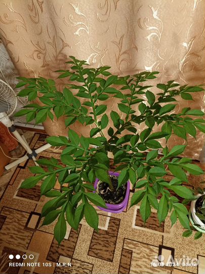 Аморфофаллус