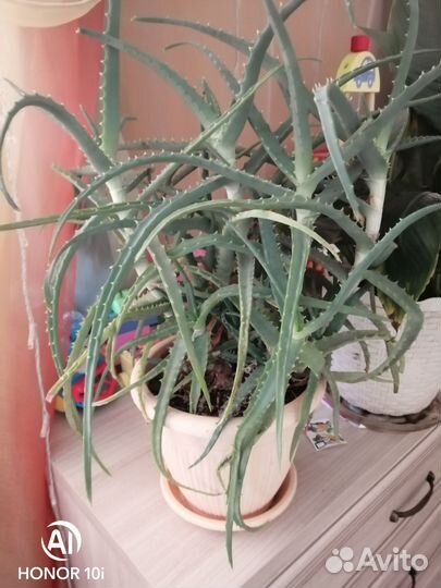 Замиокулькас, каланхоэ декоративный цвет фиолетовы