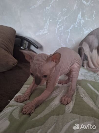 Канадский сфинкс