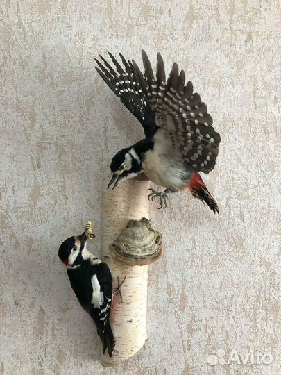 Чучело пара большой пестрый дятел