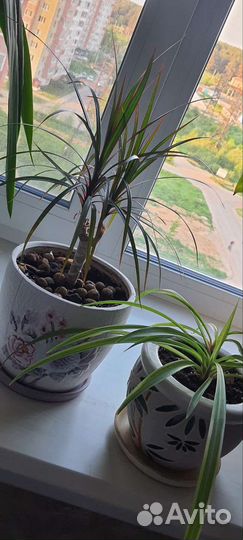 Пальма драцена маргината, хлорофитум