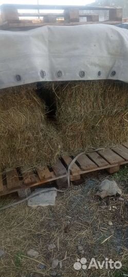 Продаю сено