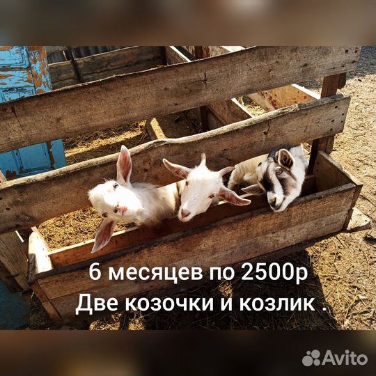 Коза дойная