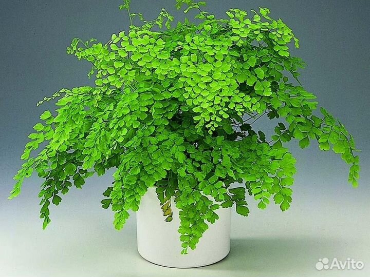 Папоротник Адиантум Венерин волос