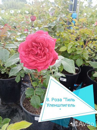 Роза саженцы от производителя