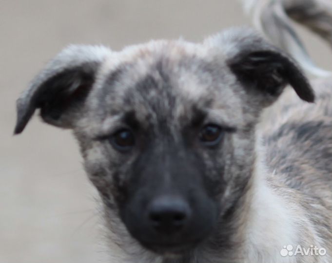 Щенок метис в дар