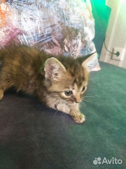 Котята в самые добрые руки