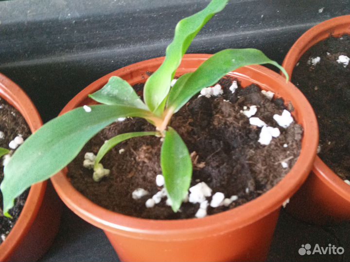 Пеперомия арбузная, сциндапсус,хлорофитум Оранж