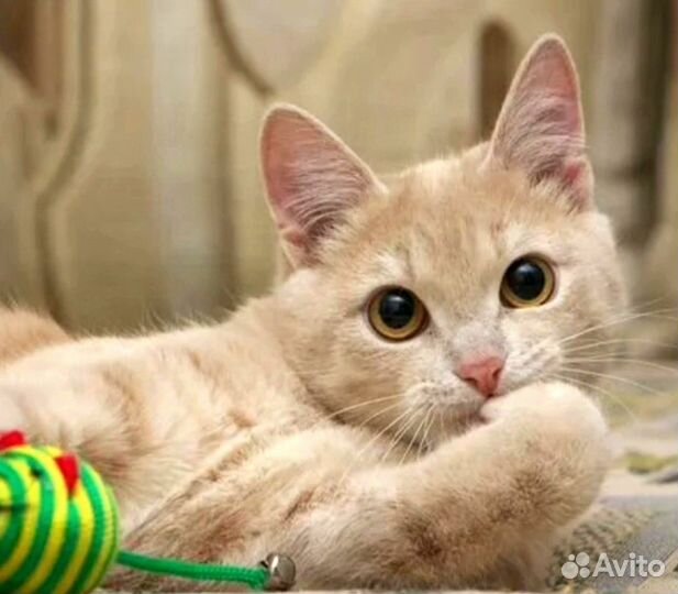 Кошечка 4.5 месяца