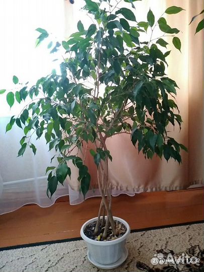 Фикус Бенджамина