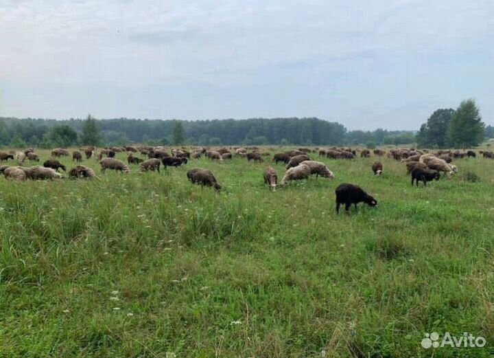 Продаём овец баранов и овце-маток 1000+ голов