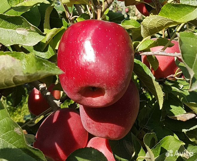 Саженцы яблони Моди М-9