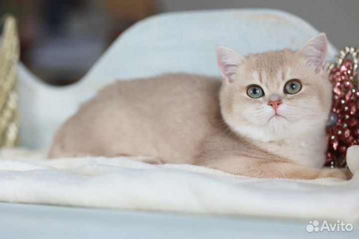Британские котята золотая шиншилла
