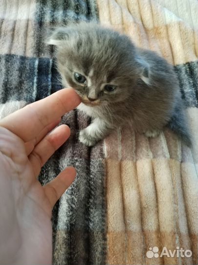 Шотландские котята