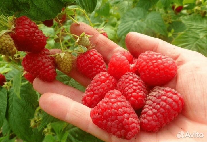 Саженцы малины Шапка мономаха