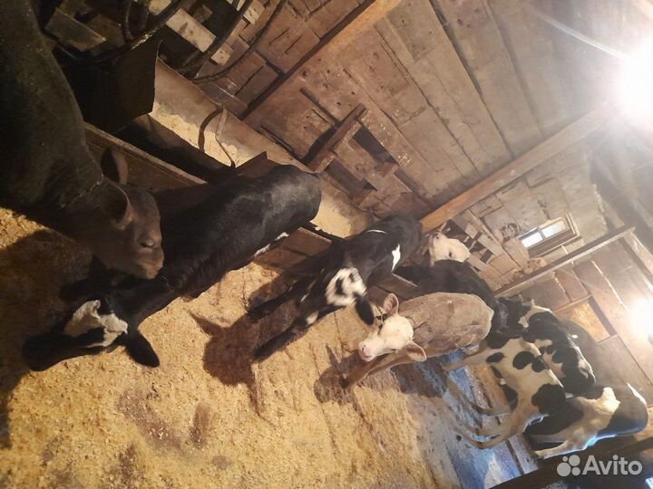 Продам телят