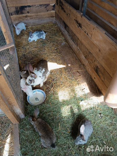 Кролики мясных пород