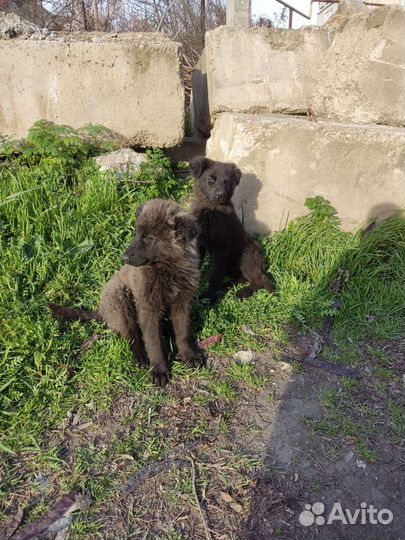 Собаки бесплатно в добрые руки щенки