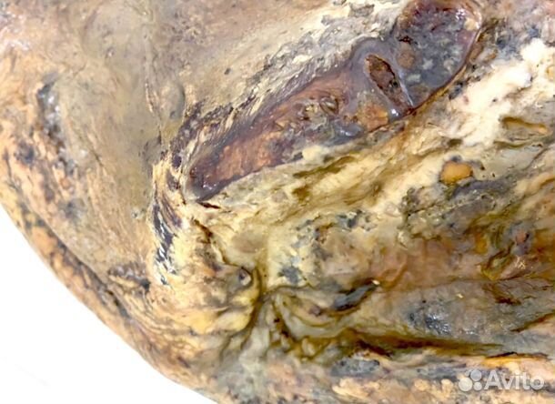 Хамон Иберико нога