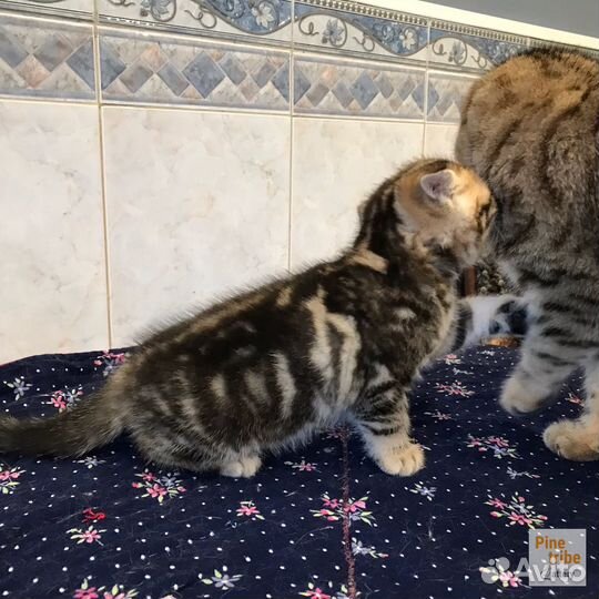 Шотландский мраморный котёнок мальчишка