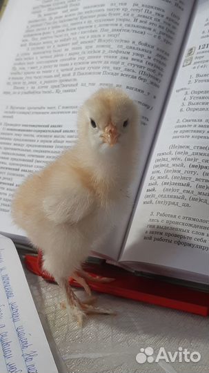 Утята индоутки/петушки/фазаны/инкубационное яйцо
