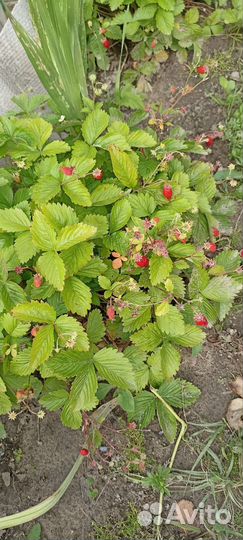 Ремонтантная земляника