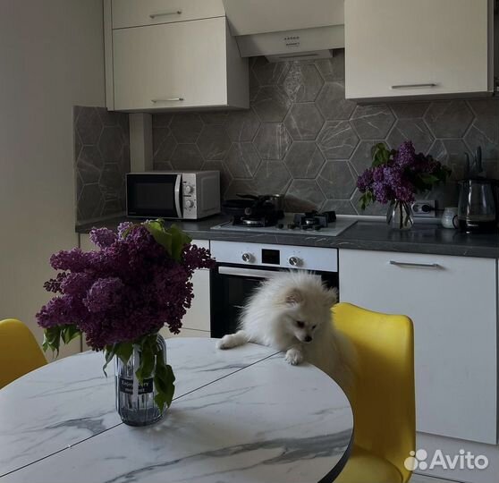 Собака для фотосессии